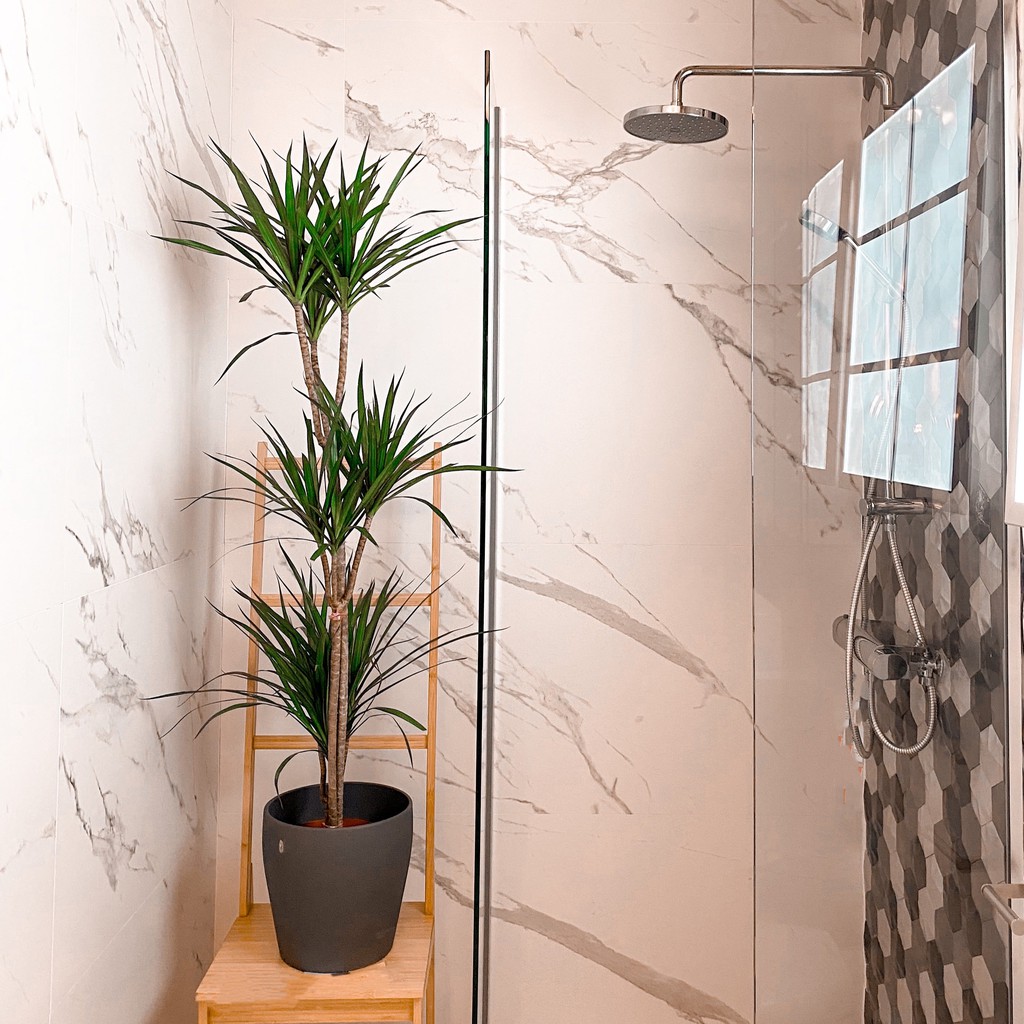 (3 in 1) 100cm-110cm - Dr Green Indoor plant - Indoor Plant Dragon tree DIY  🌲Dracaena Marginata Green🌲