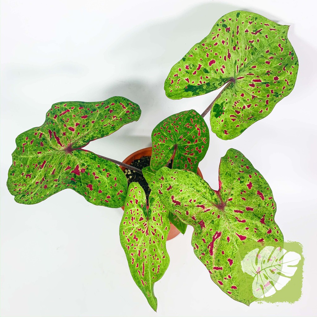 Caladium Miss Muffet Iob Shopee Malaysia