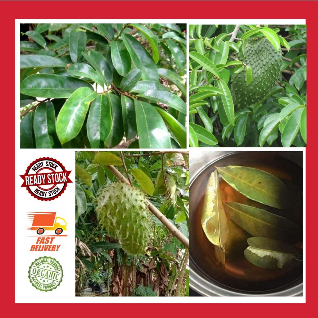 Khasiatnya Khasiat Daun Durian Belanda / Khasiat Daun Durian Belanda
