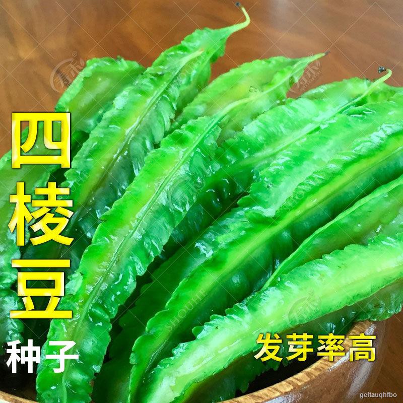 四棱豆种籽孑四棱豆四棱豆角苗四角豆海南四季夏季农家蔬菜种子