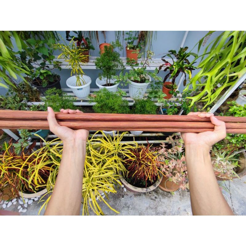 Tongkat Kayu Ibo / Ibor bersaiz JEJARI (mini) ✅4 kaki lebih✅