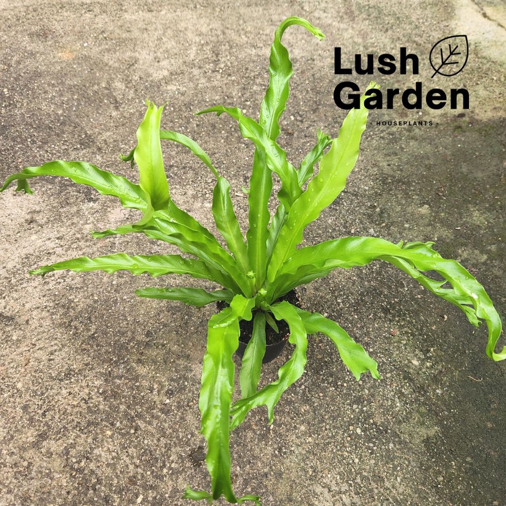 Asplenium Osaka / Japanese Bird's Nest Fern 85mm Pot Live Plant Pokok