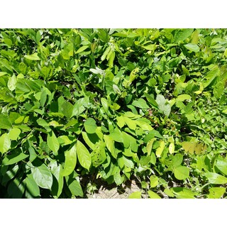 Derris elliptica sapling / Anak Pokok Akar Tuba | Shopee Malaysia