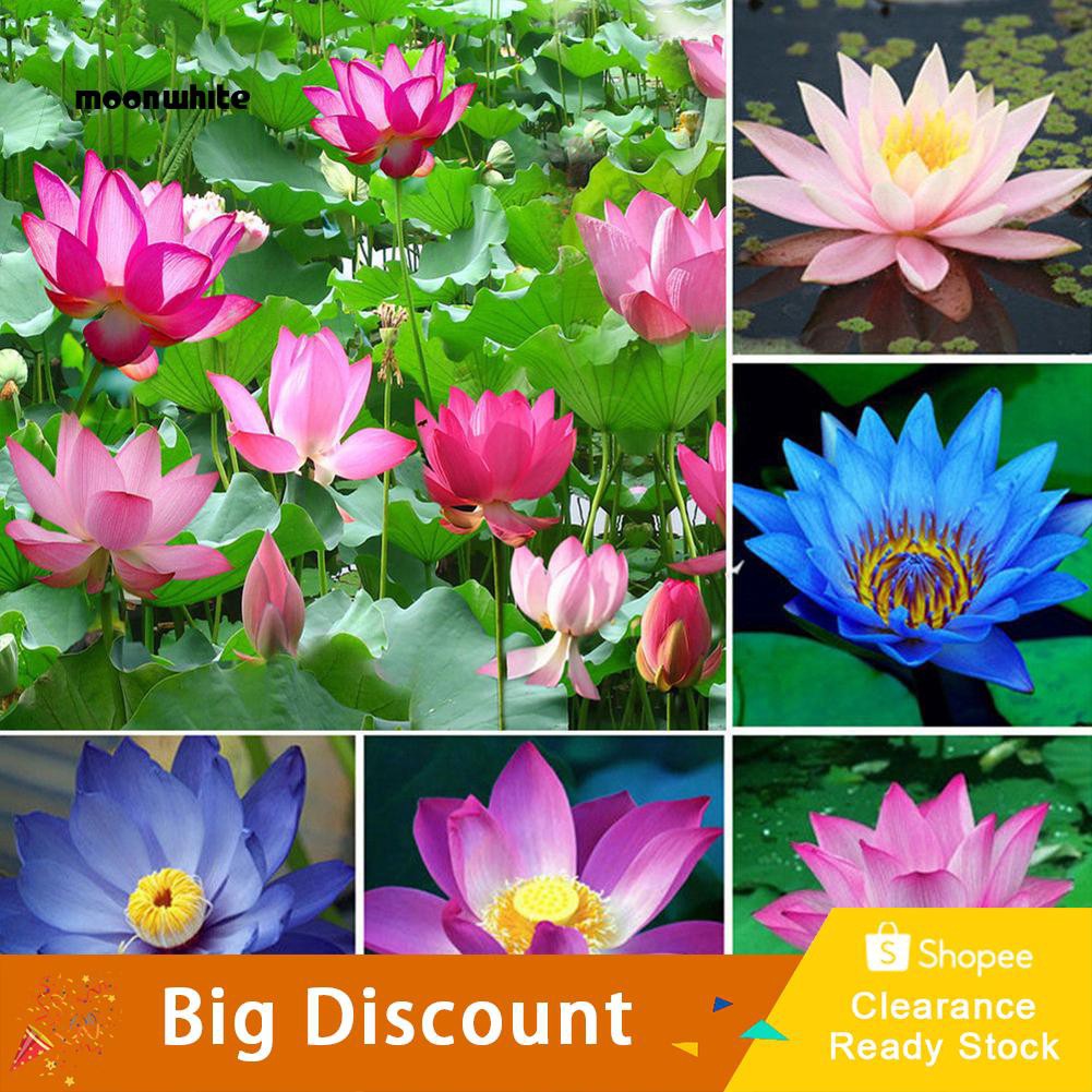 Mw 10pcs Water Lily Flower Plant Bowl Pond Bonsai Seeds Home