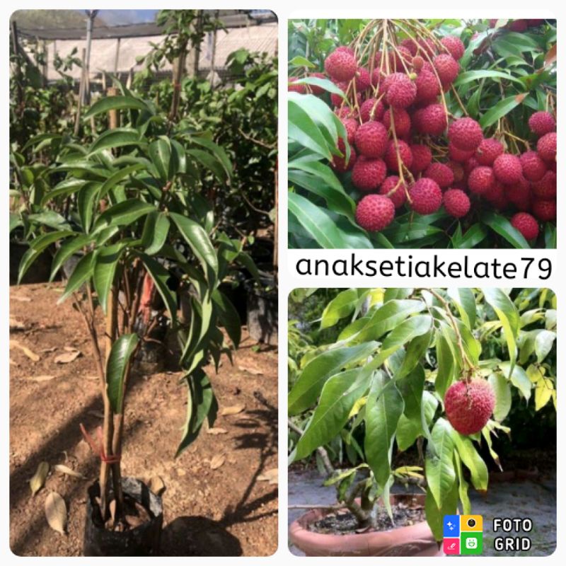 pokok laici hybrid thai  Shopee Malaysia