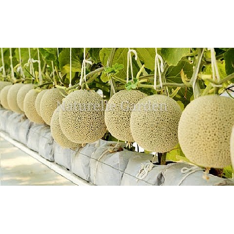 Biji Benih Tembikai Susu Manis Jepun F1 Hybrid Netted Japanese Melon Seeds 3 Biji Per Pack Shopee Malaysia