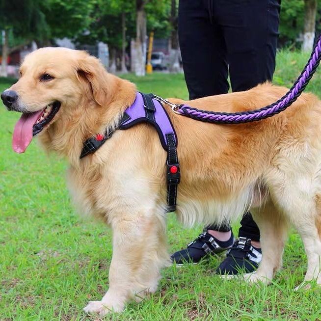 聚划算 金毛狗链子胸背带狗狗牵引绳大型犬牵狗绳子中型犬拉布拉多栓狗绳 Shopee Malaysia