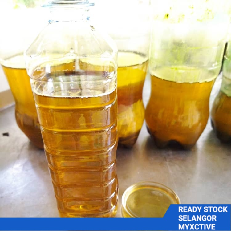 KL Ready Infusoria Makanan Anak Ikan Laga Betta Fry Fighting Fish