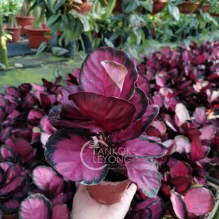 TKL Calathea  Roseopicta Crimson   Shopee  Malaysia