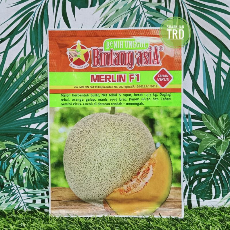 Paket 20g MERLIN F1 Bintang Asia Biji Benih Rock Melon F1 Hybrid Tahan Virus Benih Citra Asia Indonesia Ready Stock.