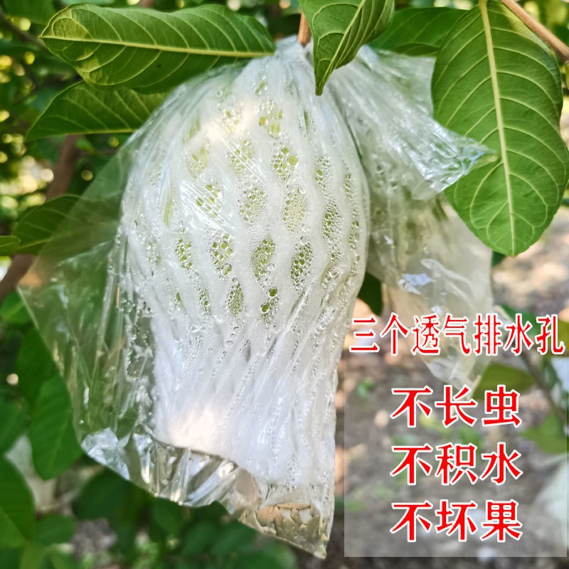 Guava guava bagging fruit protection net cover tree insect-proof bagging bag Guava guava bag芭乐番石榴套袋水果保护网套 树上防虫套袋 包番石榴芭乐一体袋sar655998.my