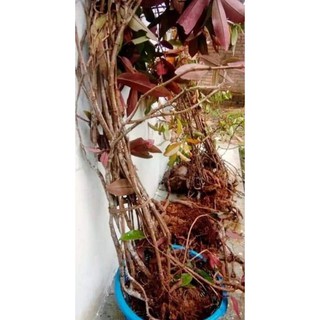 Pokok Sarang Semut Papua Original Shopee Malaysia