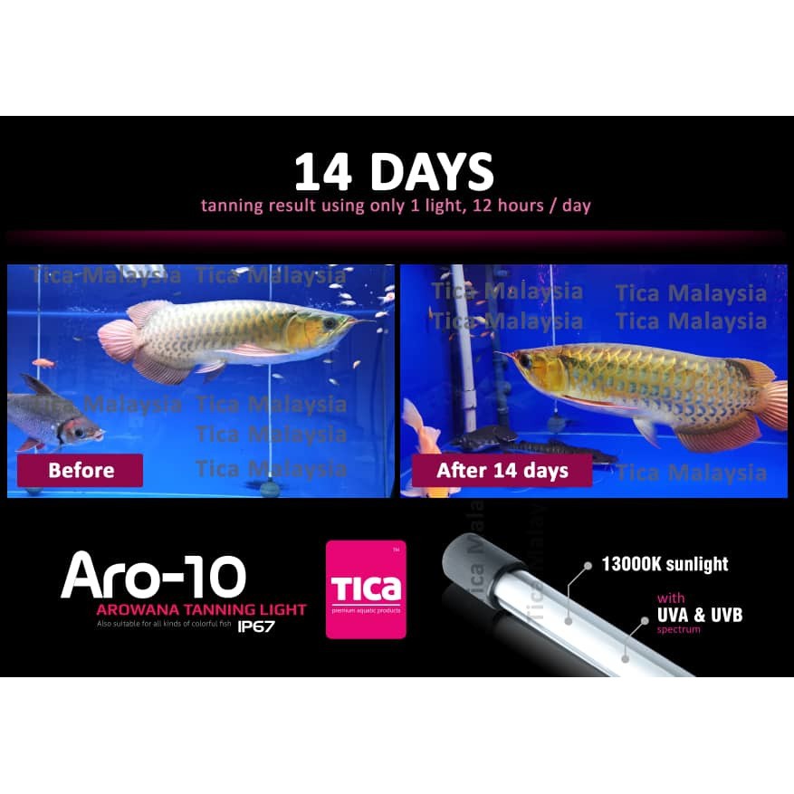 Tica Aro 10 3ft 92cm 13000k Arowana Tanning Light Shopee Malaysia