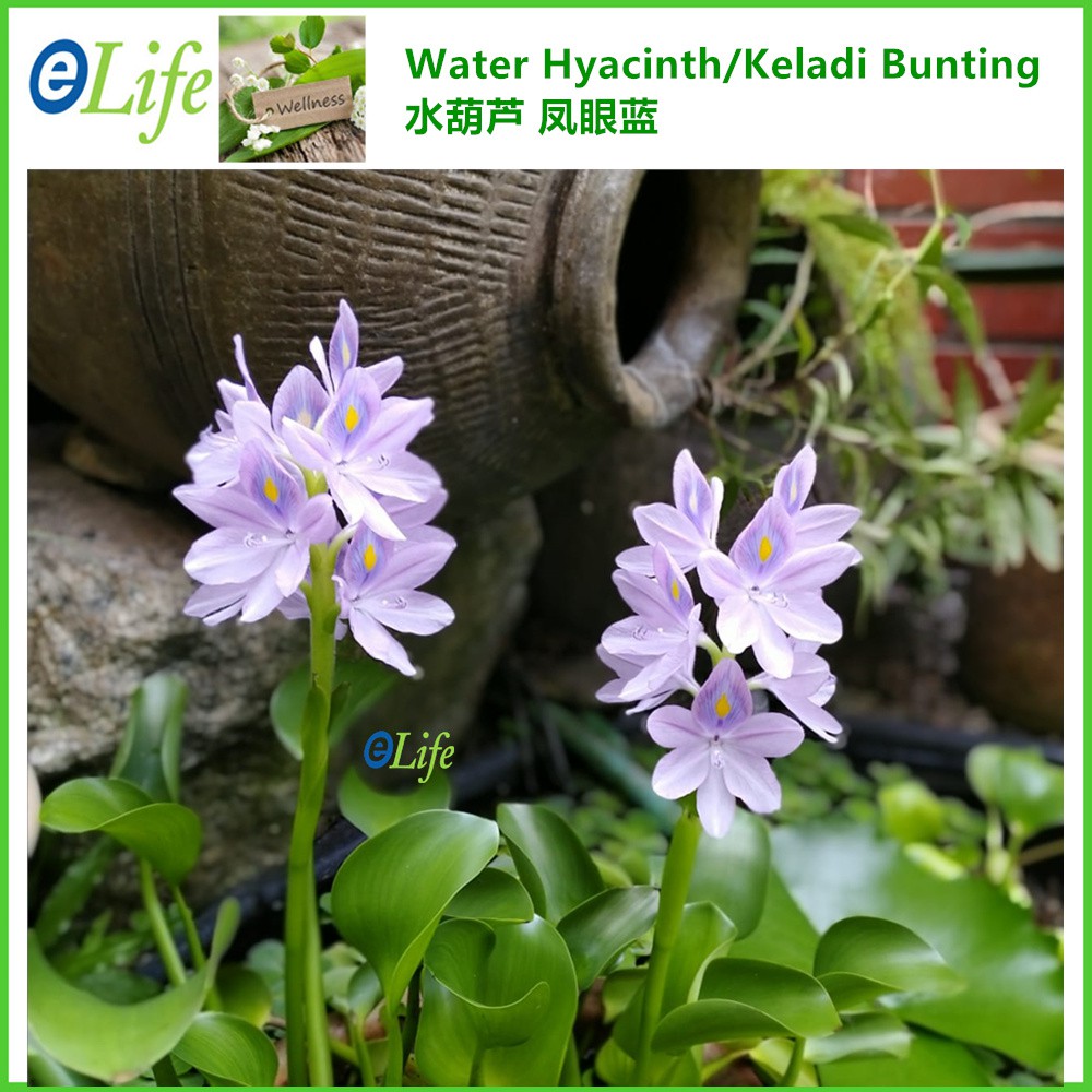 Water Hyacinth Water Plant Keladi Bunting Tumbuhan Air 水葫芦 凤眼蓝 水浮莲 eLife Wellness