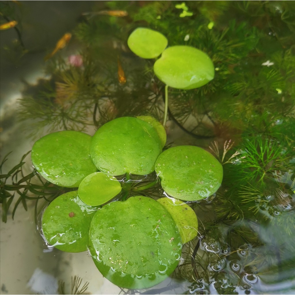 frogbit-pokok-air-terapung-shopee-malaysia