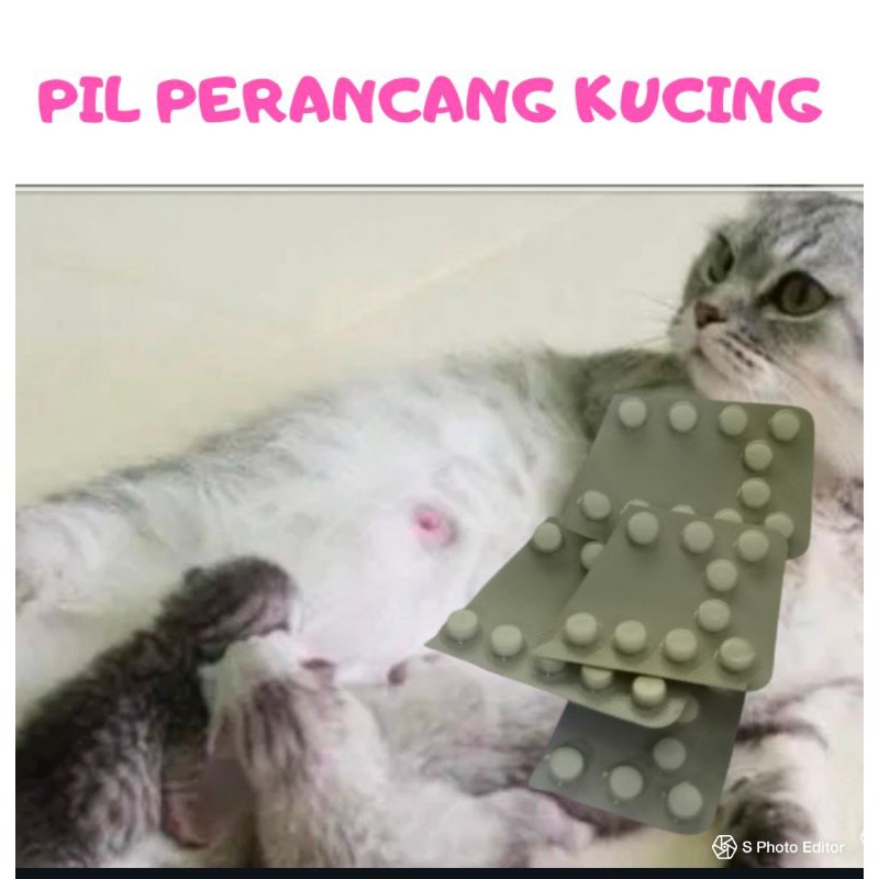 1biji Pil Perancang Kucing Mengawal Kebuntingan Kucing Shopee Malaysia