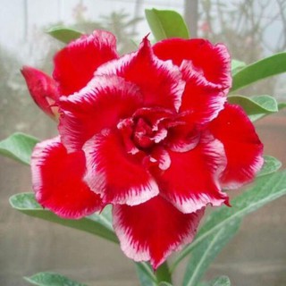 R S 现货 重瓣富贵花种子沙漠玫瑰种子adenium Obesum Seeds Shopee Malaysia