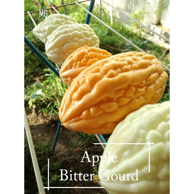 Rare Apple White Bitter Gourd Seeds 3 Seed Pot Friendly Peria Epal Putih Mango Garden Shopee Malaysia