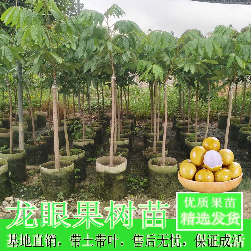 种子 Four Seasons Longan Seedlings Married To The Guiyuan Fruit Seedlings In The South Planting Potted Reservoir Shopee Malaysia