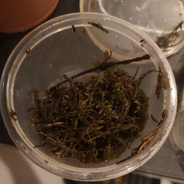 Flat Moss (Terrarium / Carpet) Shopee Malaysia