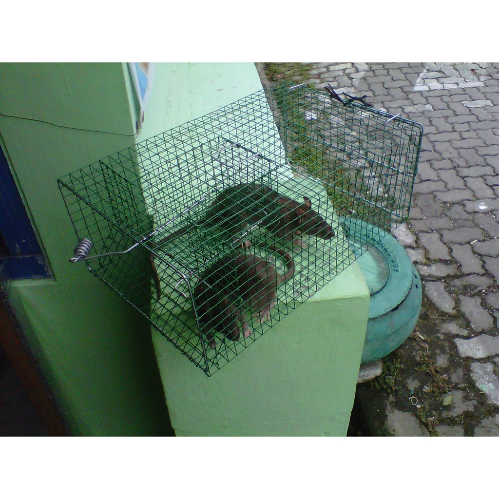 Sangkar Perangkap Tikus Tupai Plat Jaring Besi Jerat Tupai Rat Mouse