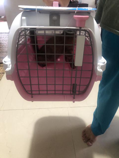 Ubat Cacing Kucing Dewasa - Contoh Karo