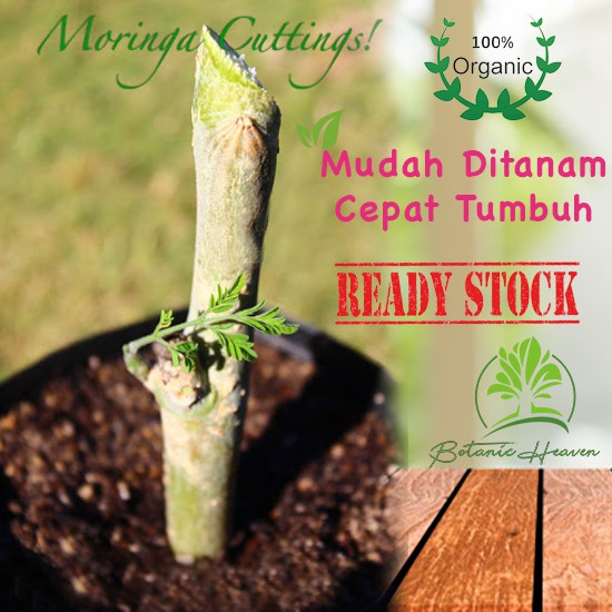 Buy Moringa Tree Cuttings/Keratan Pokok Kelor Moringa Oleifera 