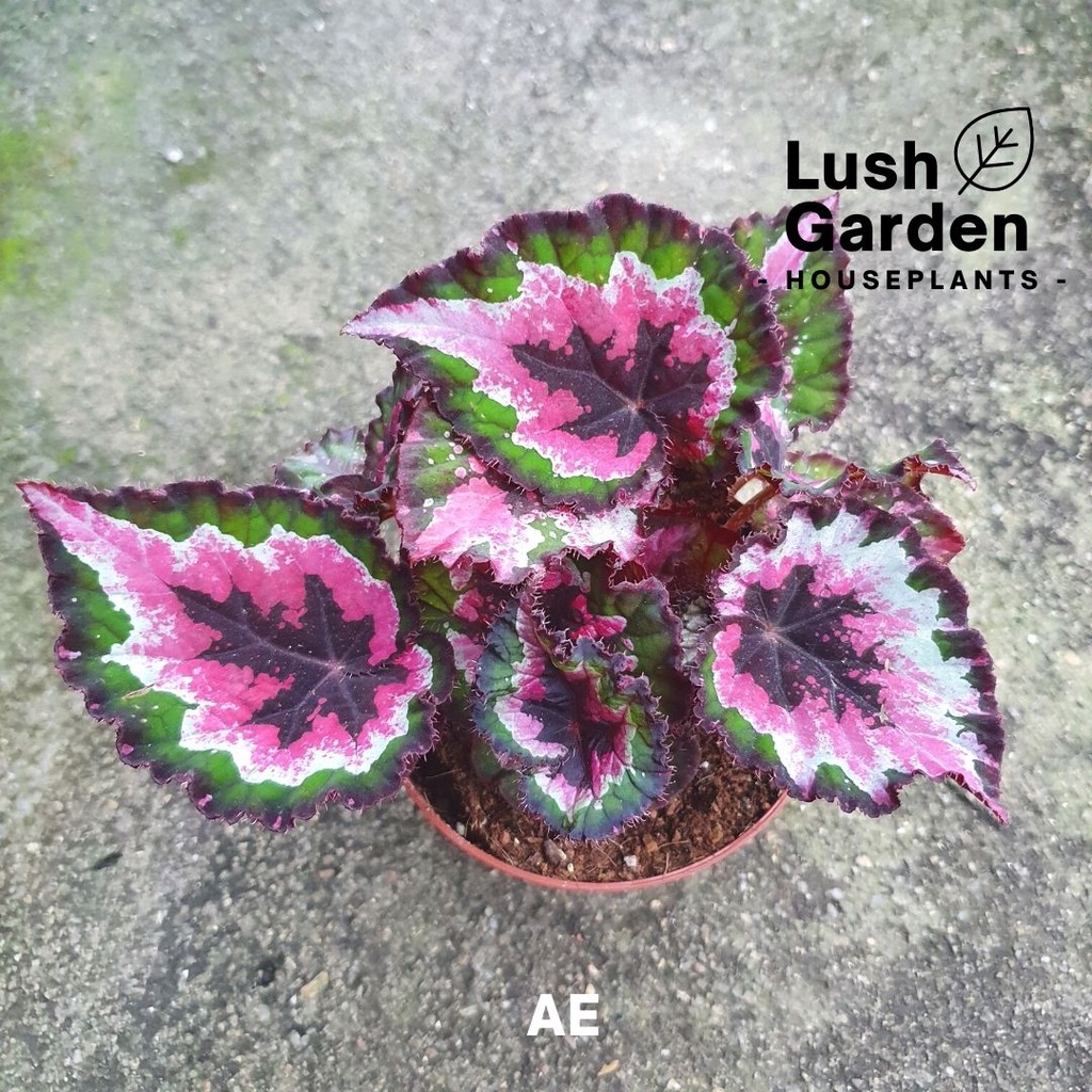 Rex Begonia / Asam Batu (Part 1) 秋海棠 120mm Pot Live Plant Pokok Hiasan  [Lush Garden] | Shopee Malaysia