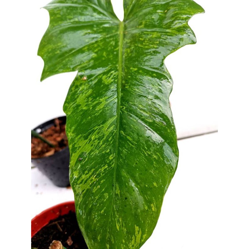 Philodendron Minimum Lime Fiddle Stem Fresh Cutting For Sale