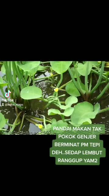 Buy Sayur Daun Genjer Pokok Keladi Senduk Paku Rawan 5pokok Seetracker Malaysia