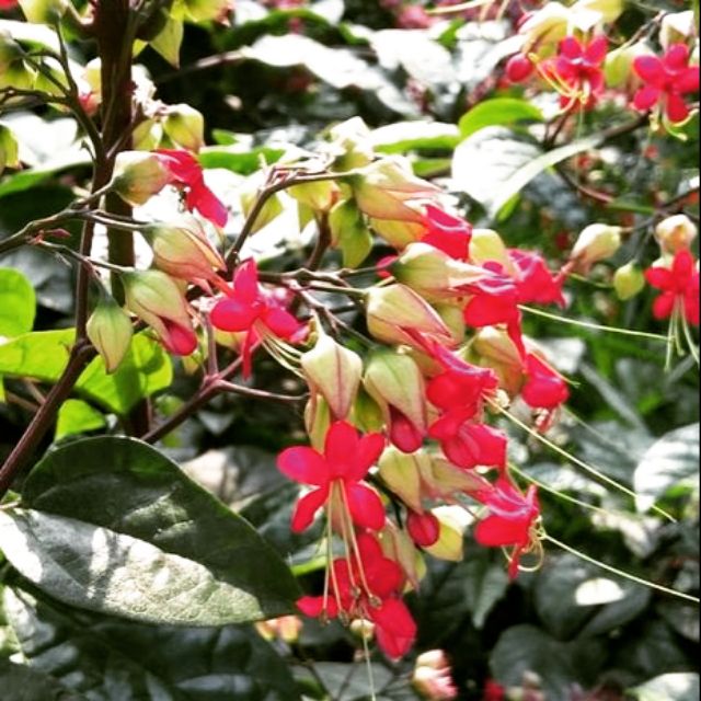 House plant, Nyonya makan sireh @pokok celaka. Cantik, jenis 