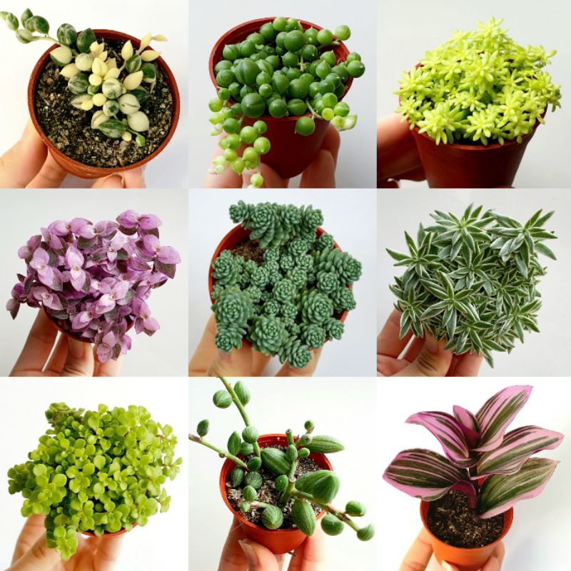 CACTULENT Trailing Series: Succulent Live Plant | Shopee Malaysia