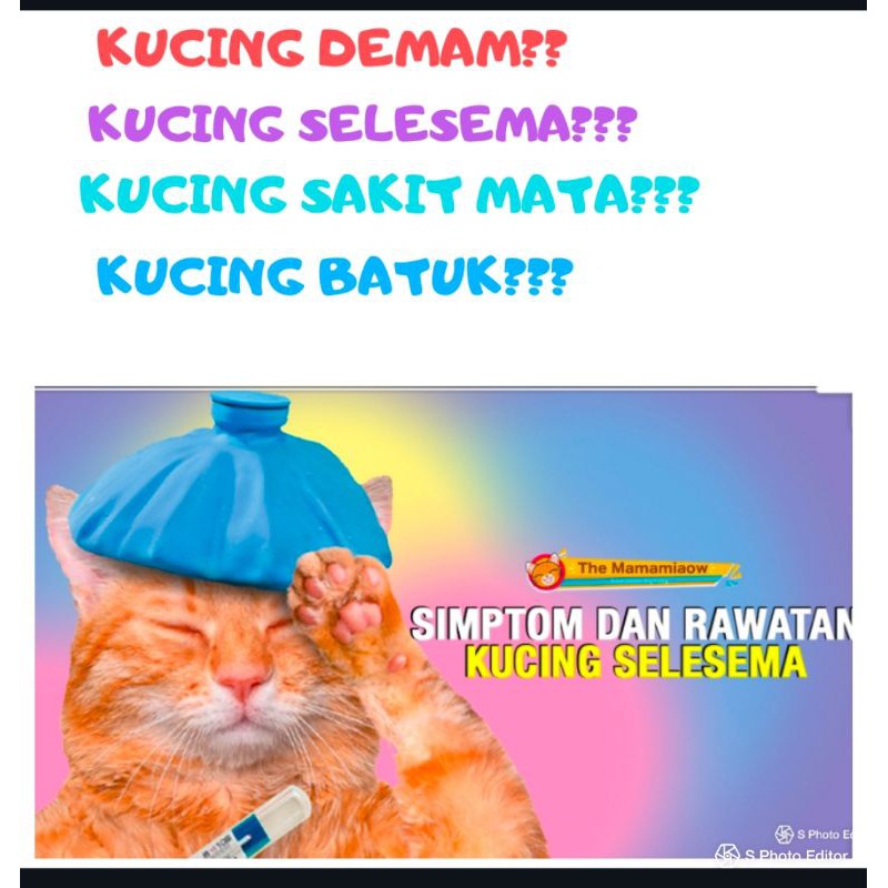 Cara Merawat Kucing Selsema