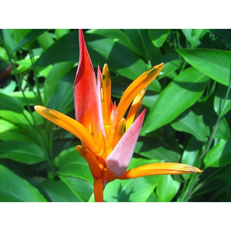 Buy Bird Of Paradise 天堂鸟 Outdoor Plant Ready Stock Seetracker Malaysia