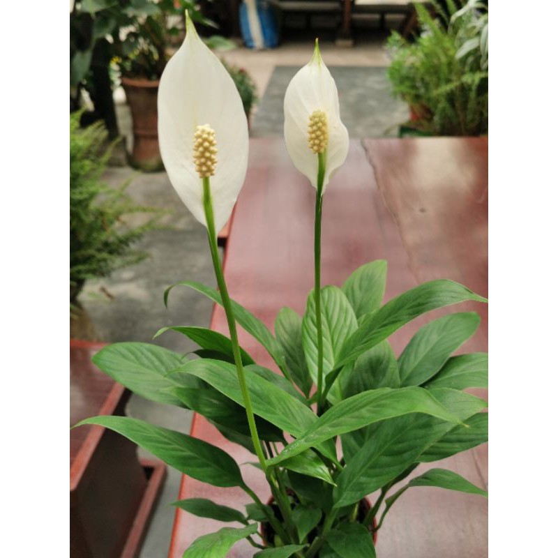 Flower - Peach Lilly plant （招财花) | Shopee Malaysia