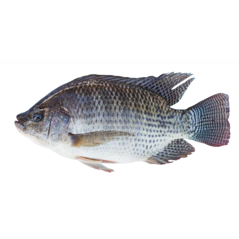 FISH 900g 1100g Ikan Tilapia Hitam / Black Tilapia ( tidak