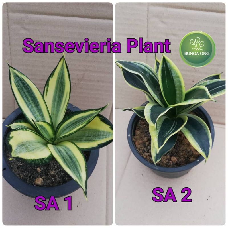 Sansevieria / Snake Plants ( Real plant) Shopee Malaysia