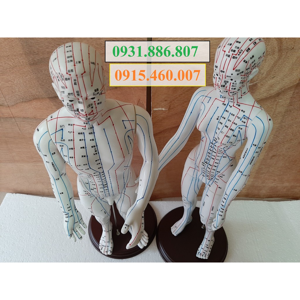 Model Acupressure - A Model Of Acupressure 50cm High For A Female ...