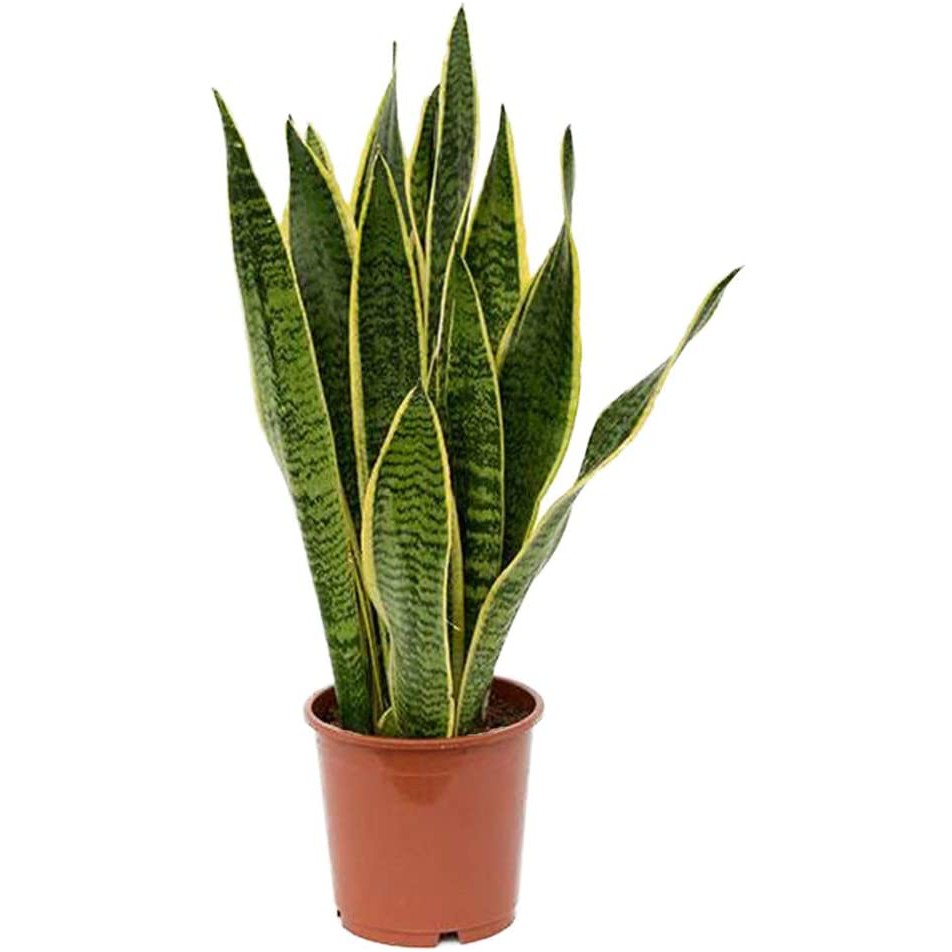  Pokok  Lidah  Jin  Sansevieria Snake Plant Lidah  mertua 