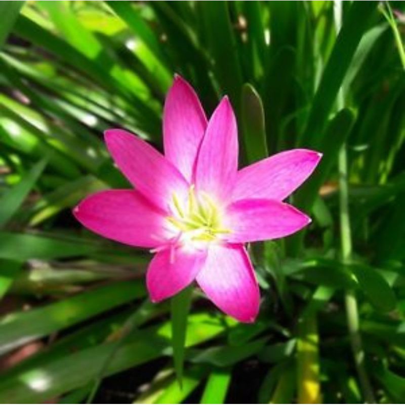 Rain Lily Pink  Benih pokok lily  Rain lily Bulb  Shopee Malaysia