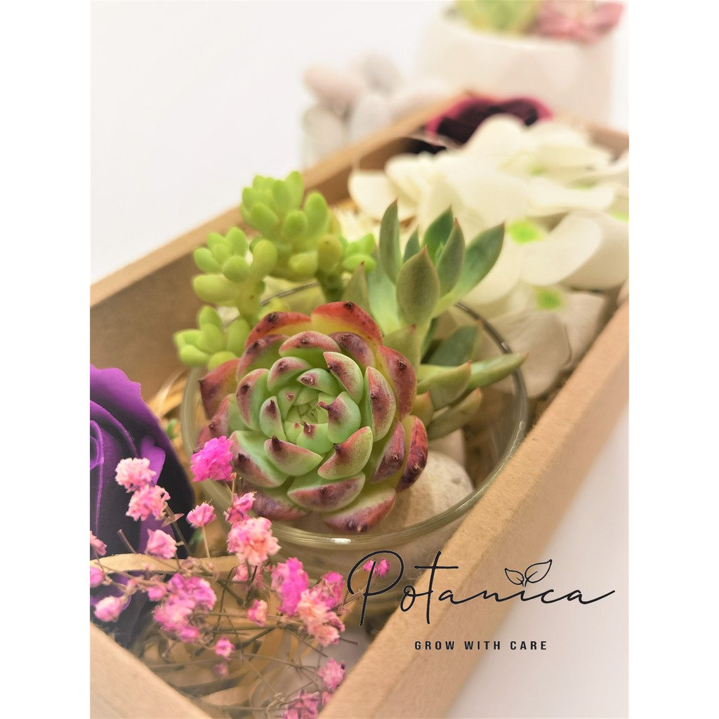 Eternal Love Gift Flower Box Set Live Succulent Plant 多肉植物伴手礼盒 Pre Order Shopee Malaysia