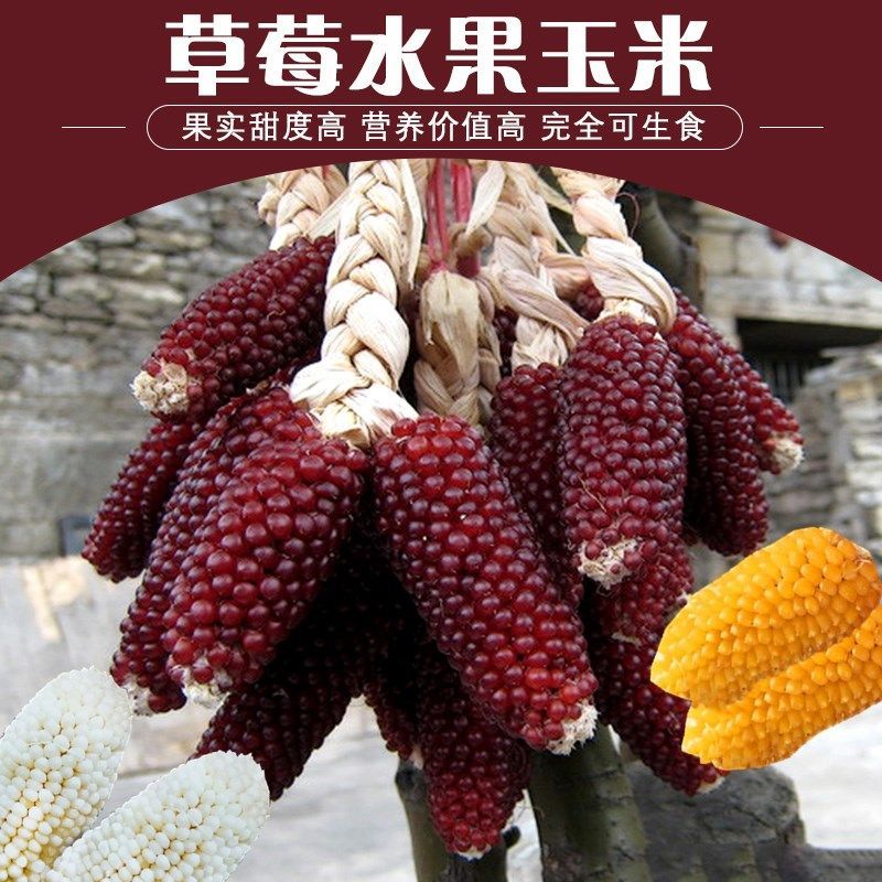 Buy Buah Mentah Jagung Benih Strawberi Jagung Jagung Benih Jagung 