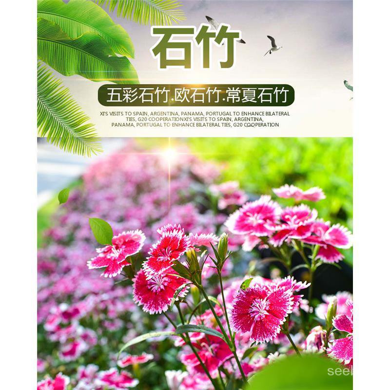 盆栽常夏石竹初吻花种石竹石竹花flower美国花籽草坪五彩石竹欧种子seed Shopee Malaysia