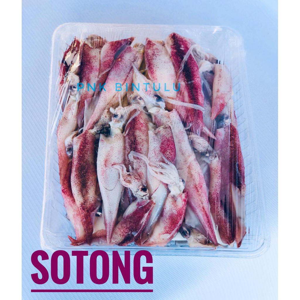 SOTONG SEGAR DAN SEGAR BEKU | Shopee Malaysia