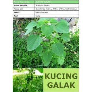 Buy Akar Pokok Galak Kucing Kering 1 Pohon Seetracker Malaysia