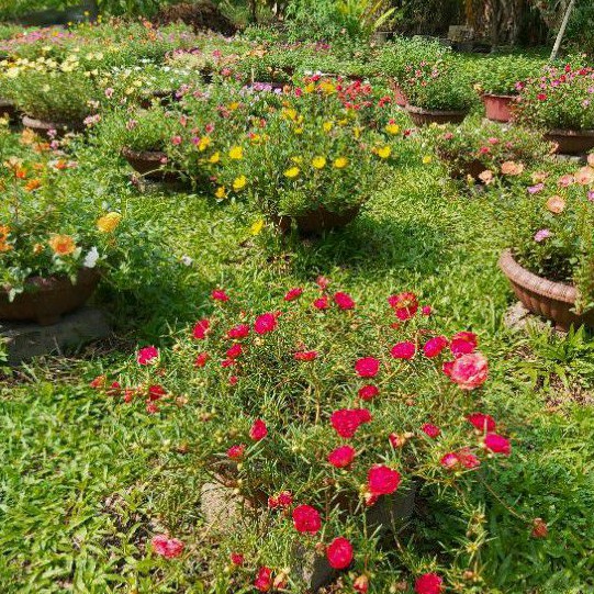  Bunga  Ros Jepun Renek  Mini Pokok  Bunga  Pukul 10 