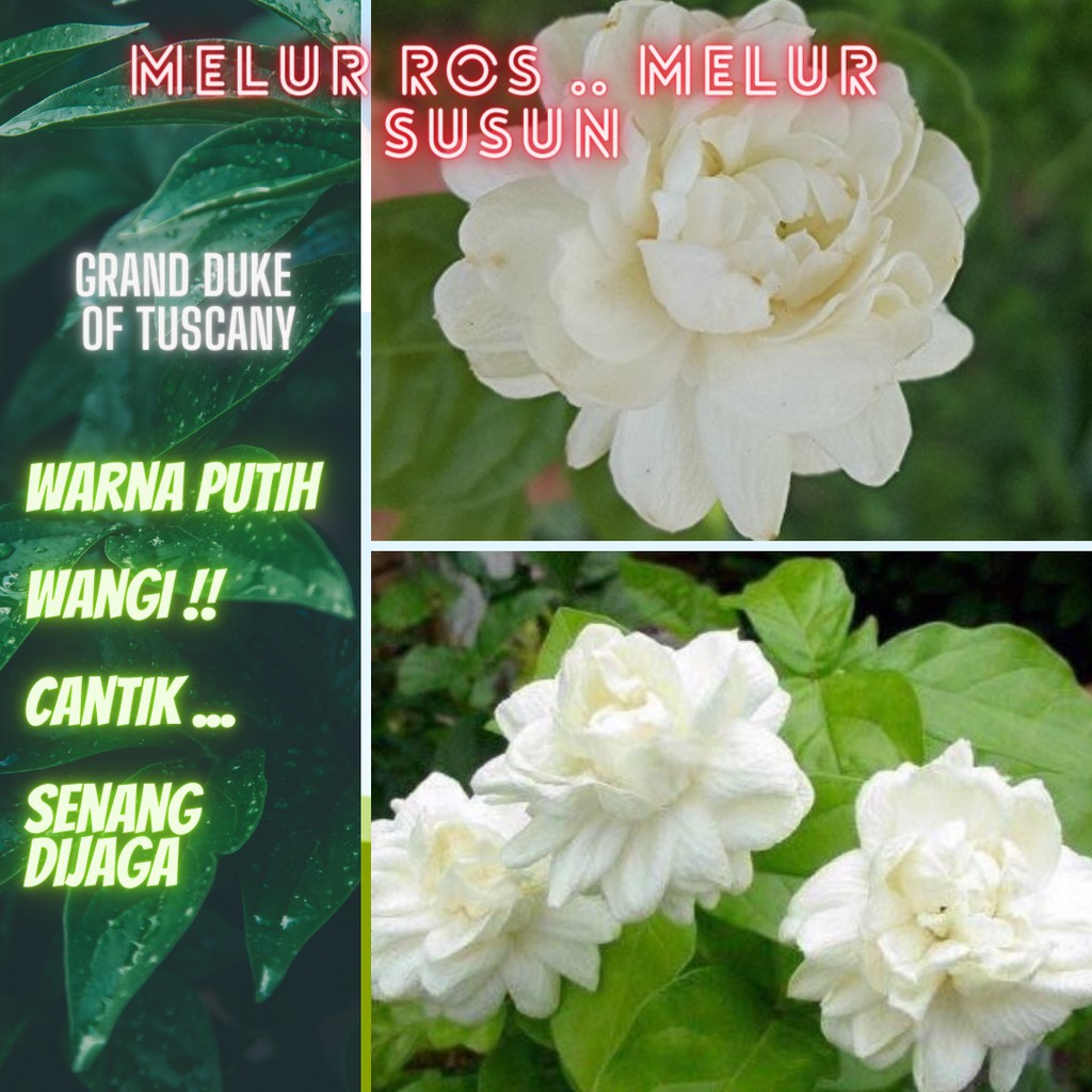 Pokok Bunga Melur Susun Melur Rose Pokok Bunga Melur Kampung Bunga Melati Putih Bunga Jasmine Shopee Malaysia