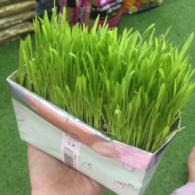 Pet grass/rumput kucing  Shopee Malaysia