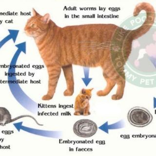 Ubat cacing tablet utk anjing/kucing 1biji  Shopee Malaysia