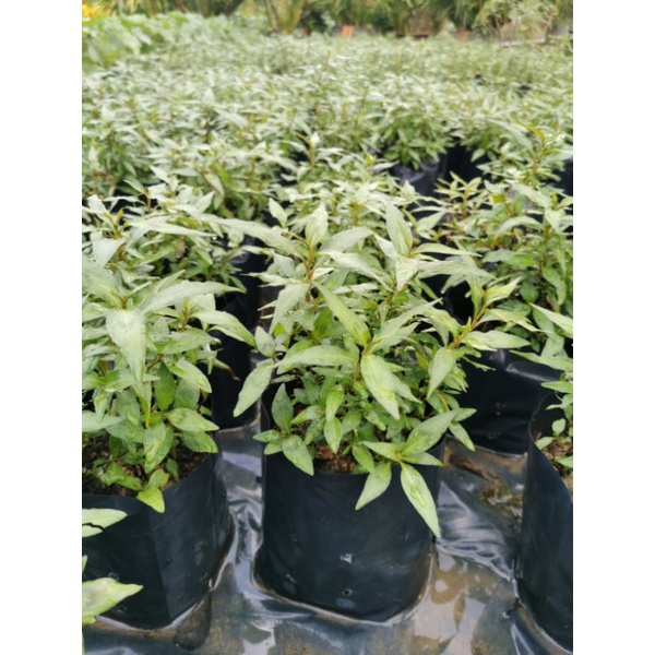 Buy Pokok Masakan Pokok Daun Kesum Seetracker Malaysia